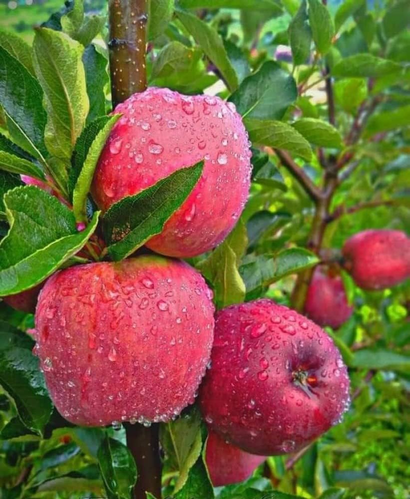 Streptomyces Lydicus for Apple Rhizosphere Health