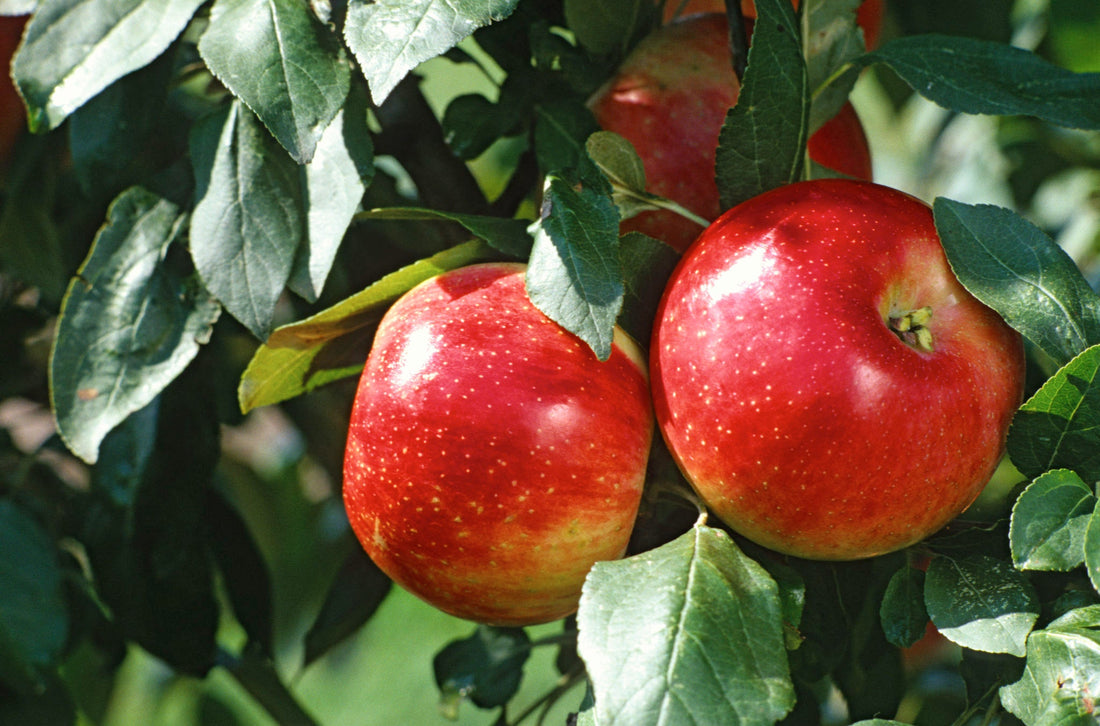 Streptomyces Lydicus for Apple Rhizosphere Management