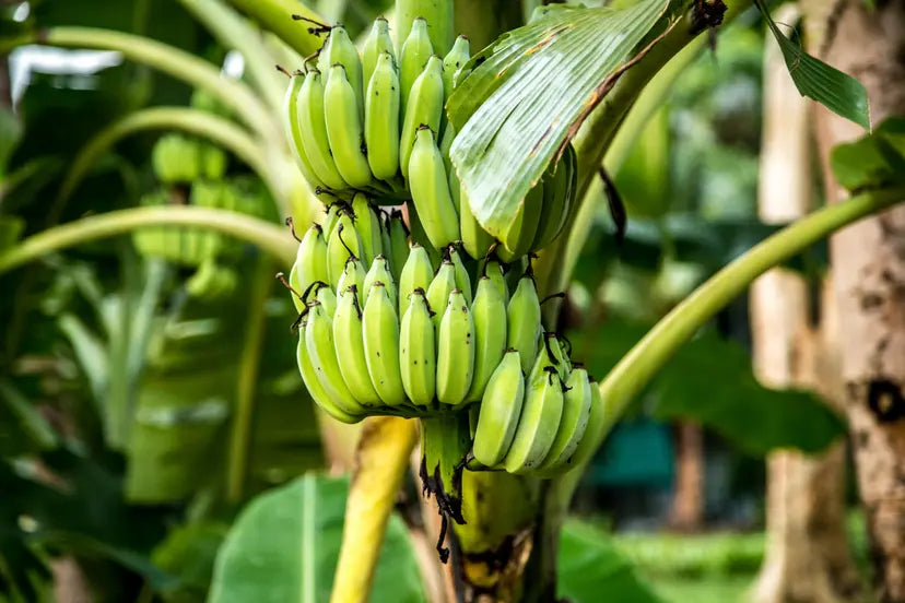 Residue-Free Banana Production