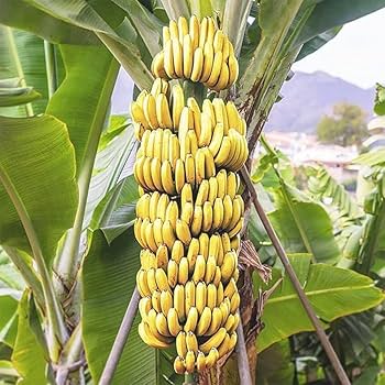 Beneficial Microorganisms for Banana Farming