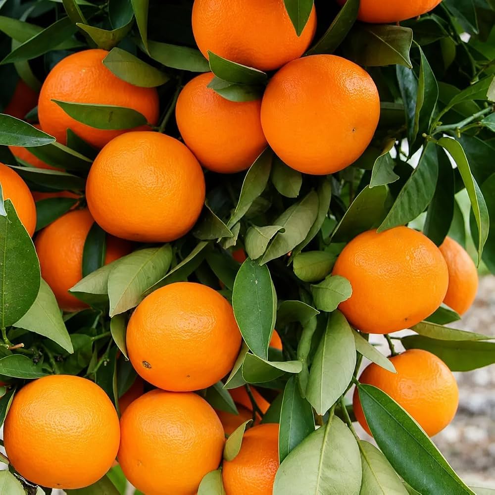 Streptomyces Lydicus Shelf Life and Storage for Citrus
