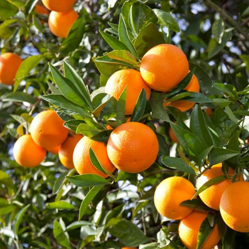 treptomyces Lydicus Through Fertigation in Citrus