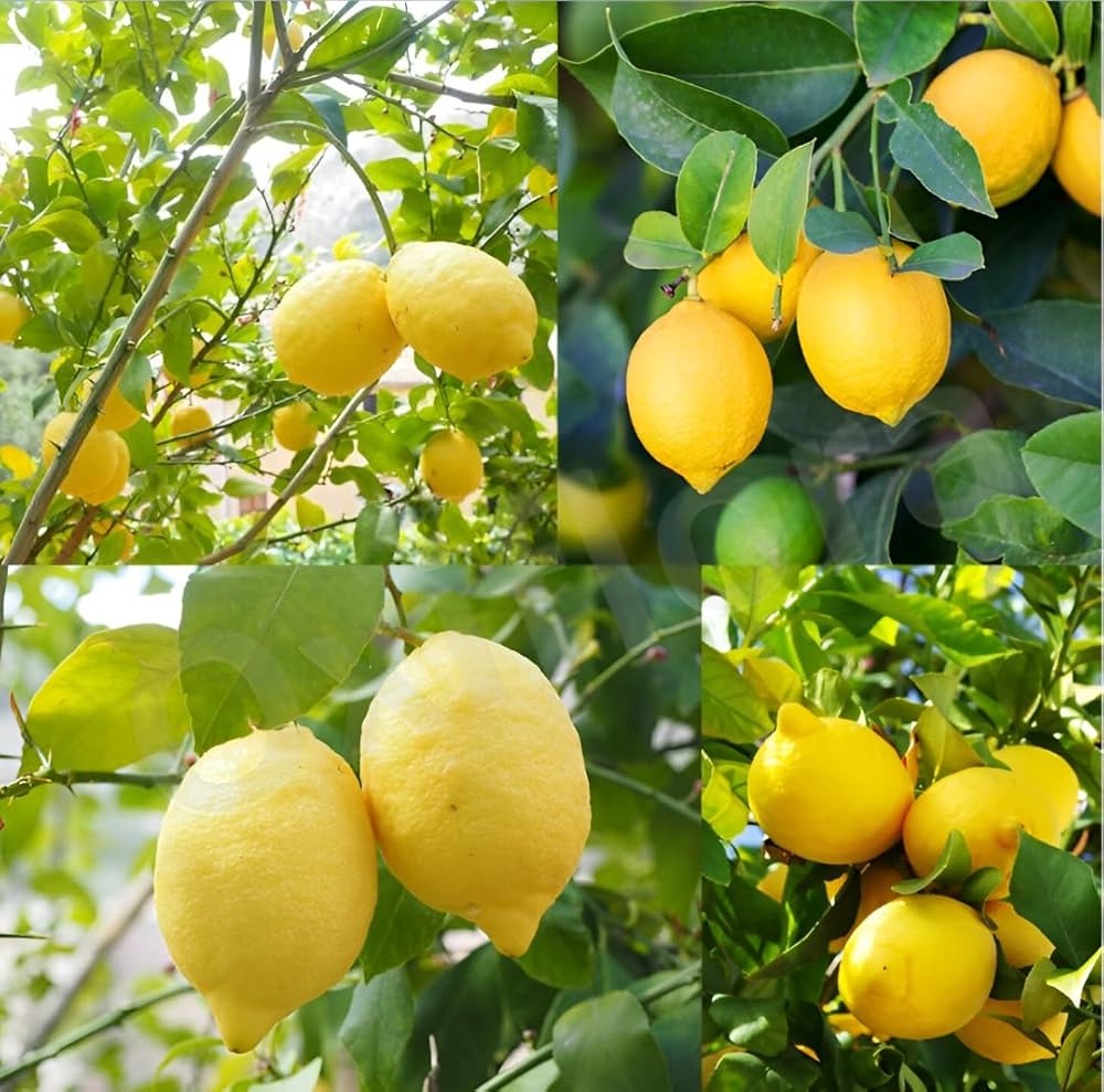 Streptomyces Lydicus for Citrus Seedlings