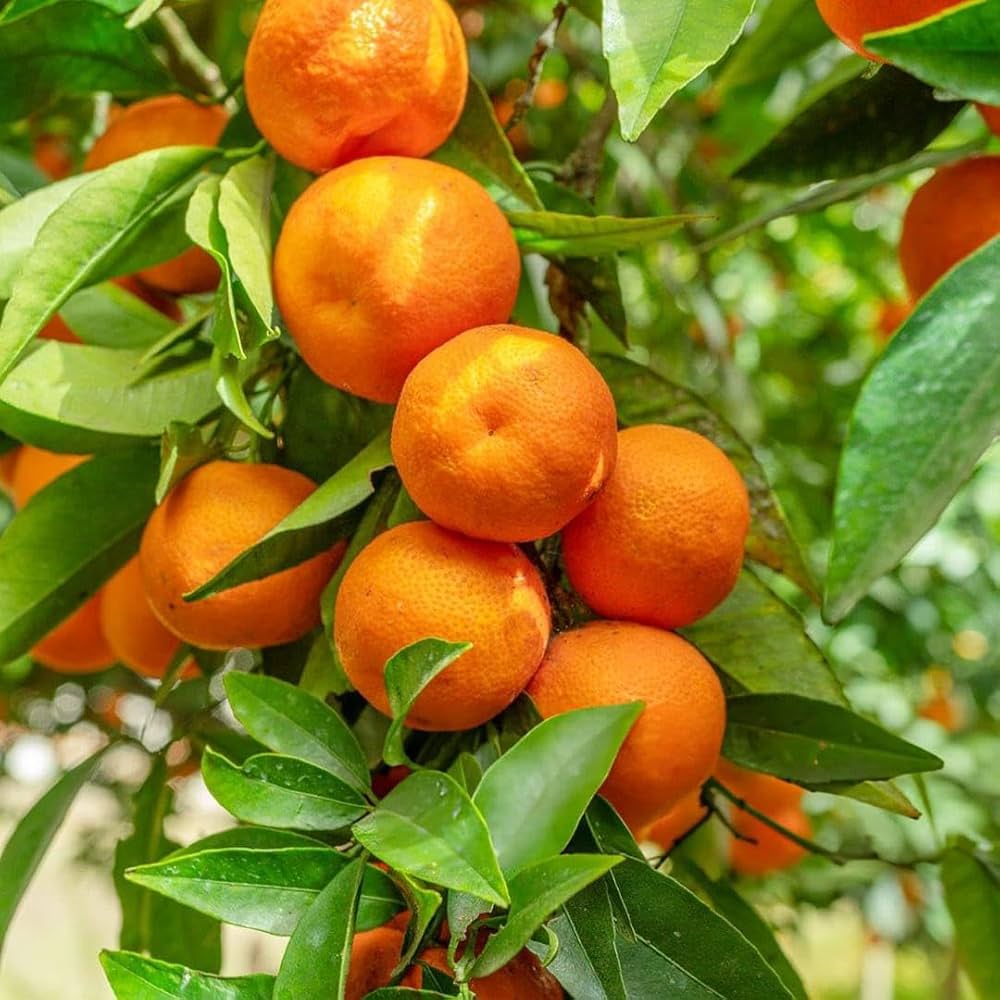 Streptomyces Lydicus for Young Citrus Trees