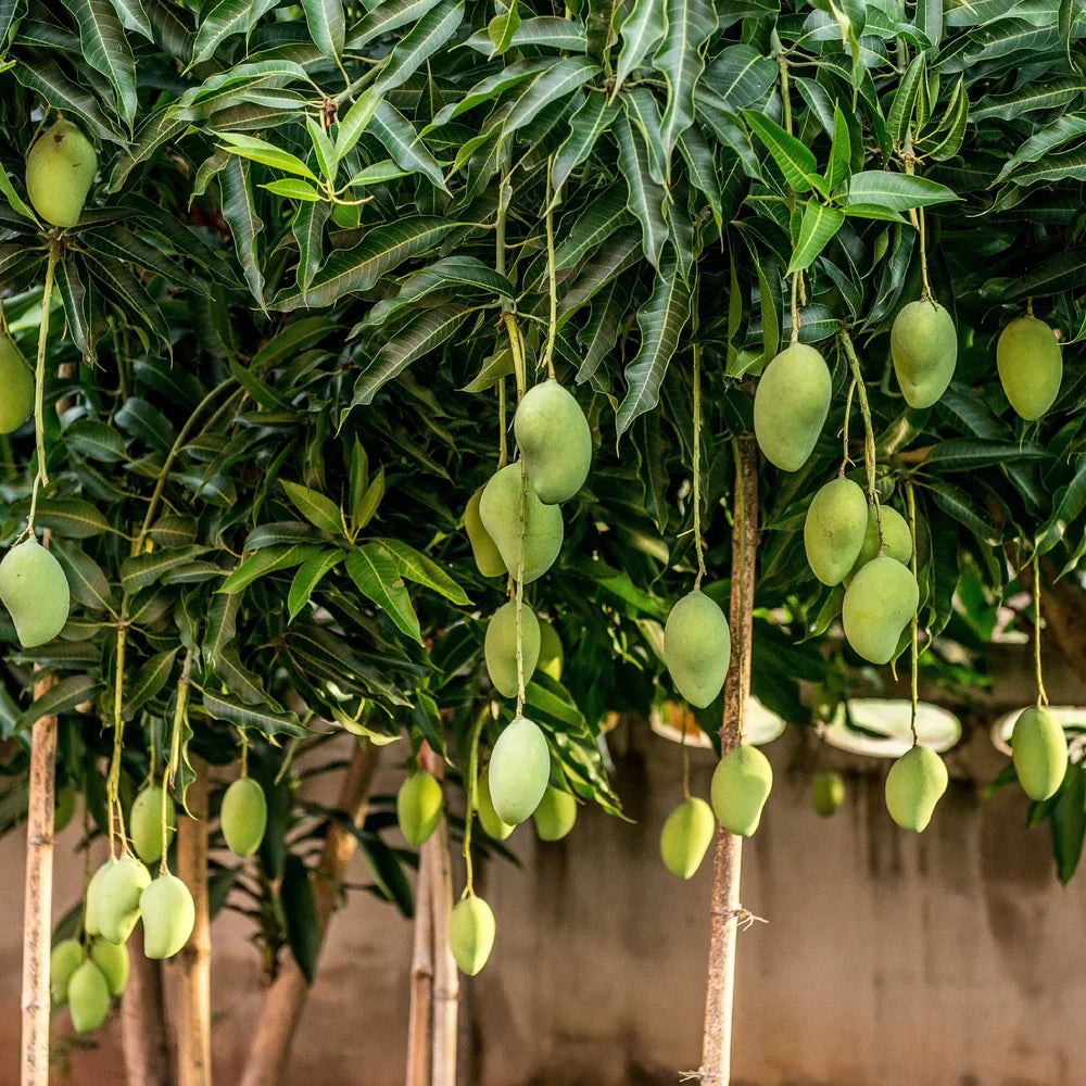 Streptomyces Lydicus for Fertigation in Mango