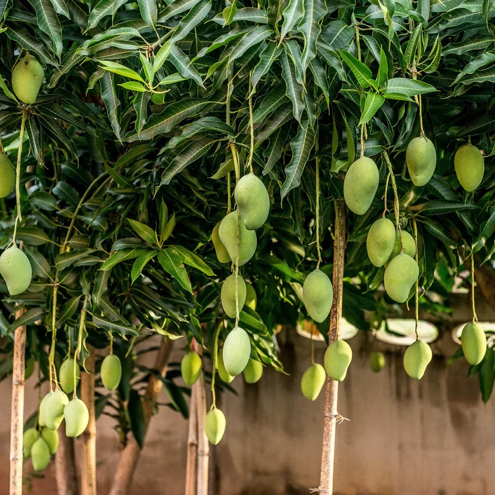 Streptomyces Lydicus for Organic Mango Farming