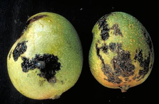 Streptomyces Lydicus for Black Spot Disease in Mango