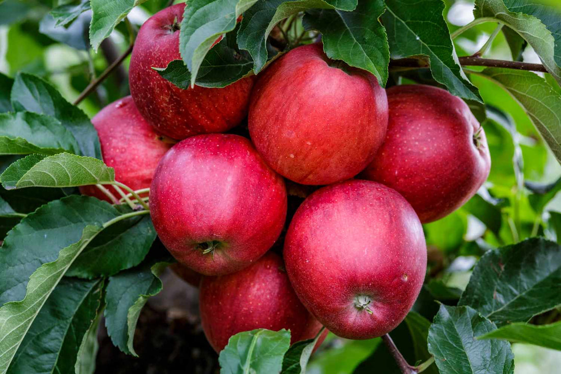Streptomyces Lydicus for Apple Nutrient Uptake