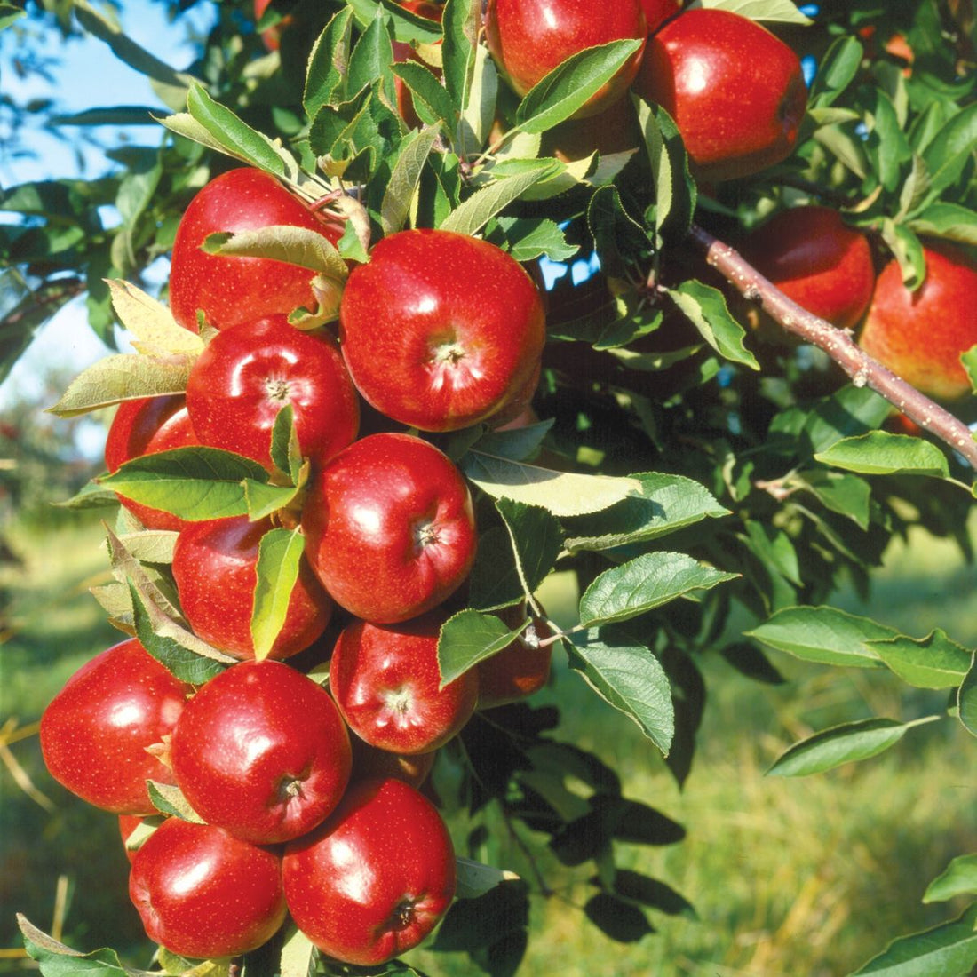 Streptomyces Lydicus for Apple Root Rot Prevention