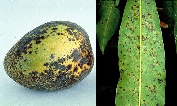 Streptomyces Lydicus for Soil-Borne Diseases in Mango