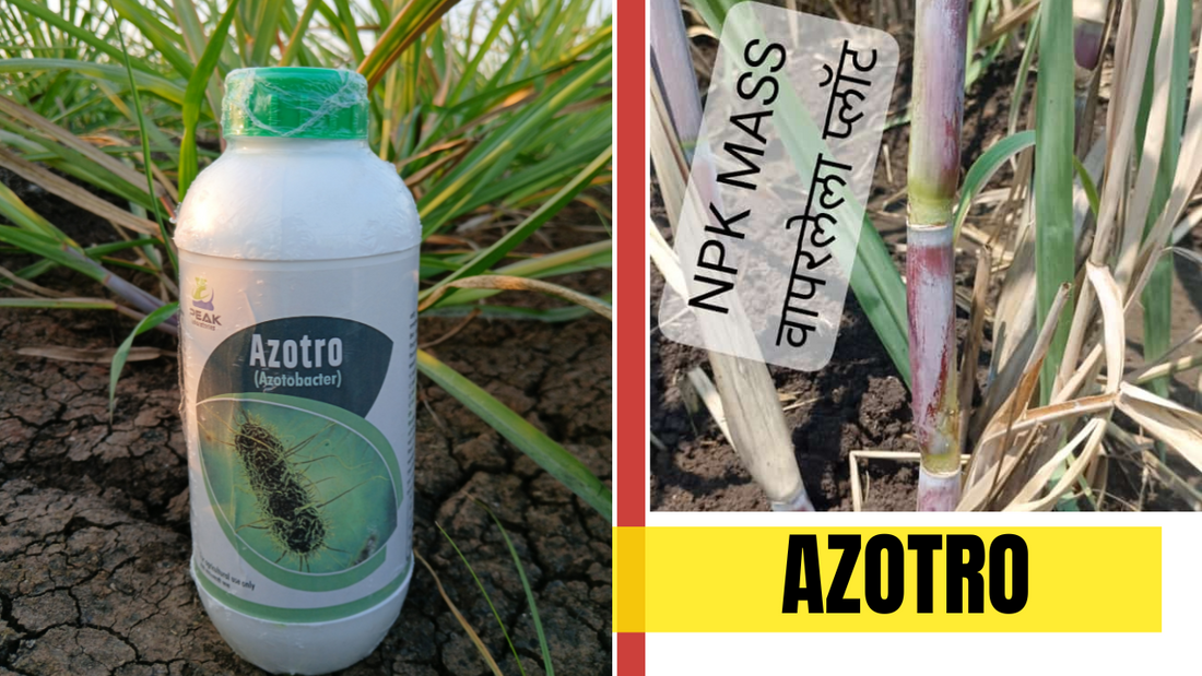 Azotobacter information