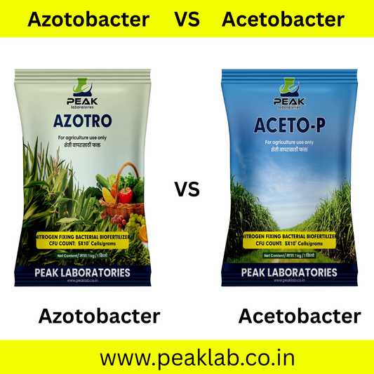 Difference between Azotobacter and Acetobacter