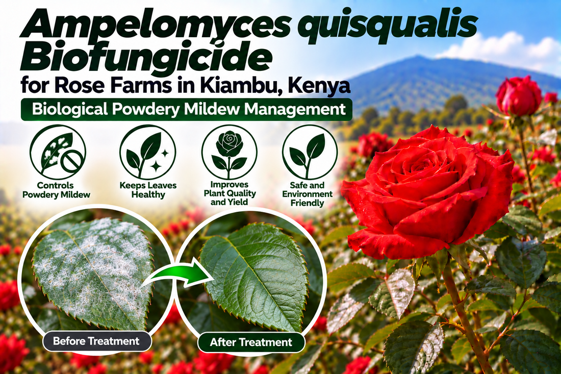 Ampelomyces quisqualis Biofungicide for Rose Farms in Kiambu, Kenya | Biological Powdery Mildew Management | Peak Laboratories India