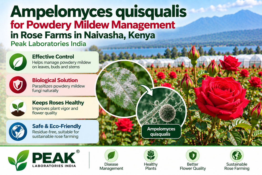 Ampelomyces quisqualis for Powdery Mildew Management in Rose Farms in Naivasha, Kenya | Peak Laboratories India