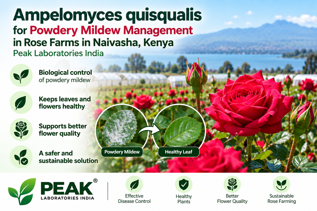 Ampelomyces quisqualis for Powdery Mildew Management in Rose Farms in Naivasha, Kenya | Peak Laboratories India