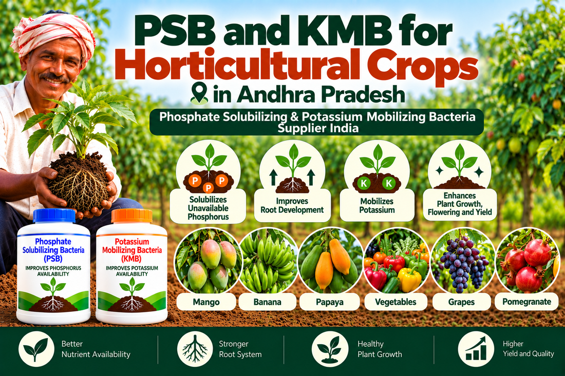 PSB and KMB for Horticultural Crops in Andhra Pradesh | Phosphate Solubilizing & Potassium Mobilizing Bacteria Supplier India