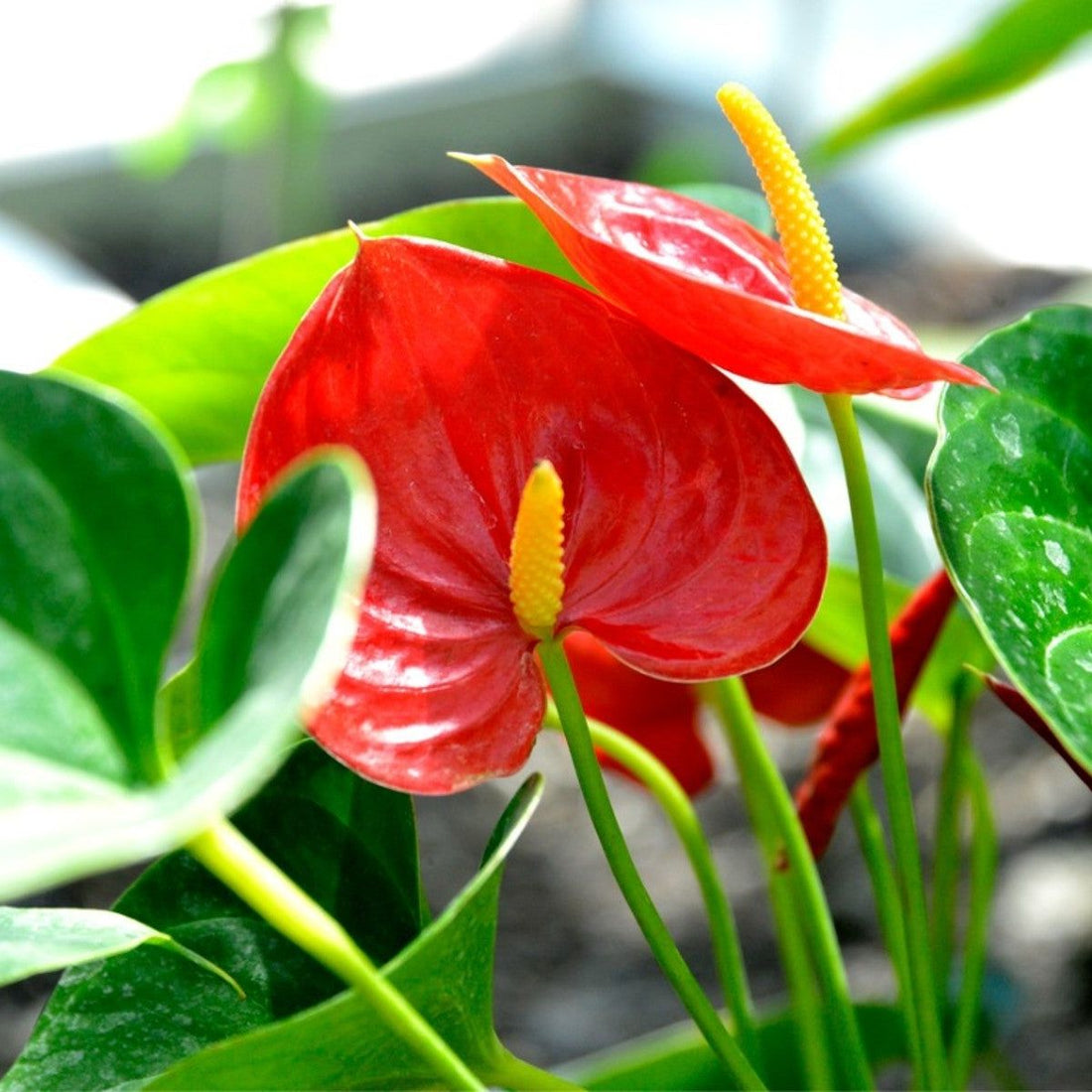Trichoderma Pseudomonas Bacillus for Anthurium