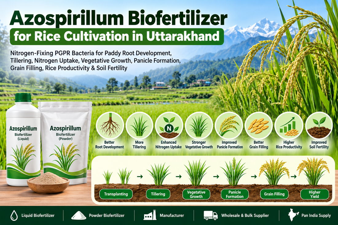 Azospirillum Biofertilizer for Rice Cultivation in Uttarakhand | Azospirillum Liquid & Powder Biofertilizer Manufacturer, Wholesale & Bulk Supplier India