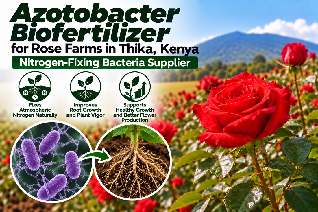Azotobacter Biofertilizer for Rose Farms in Thika, Kenya | Nitrogen-Fixing Bacteria Supplier | Peak Laboratories India