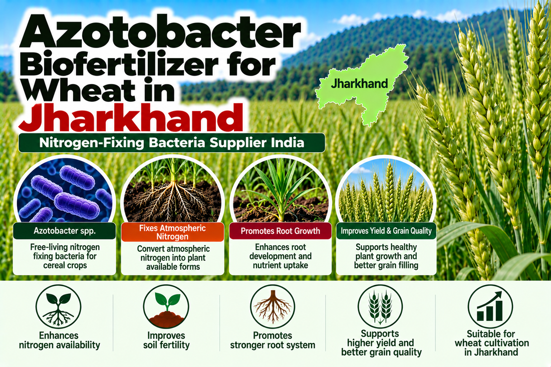 Azotobacter Biofertilizer for Wheat in Jharkhand | Nitrogen-Fixing Bacteria Supplier India