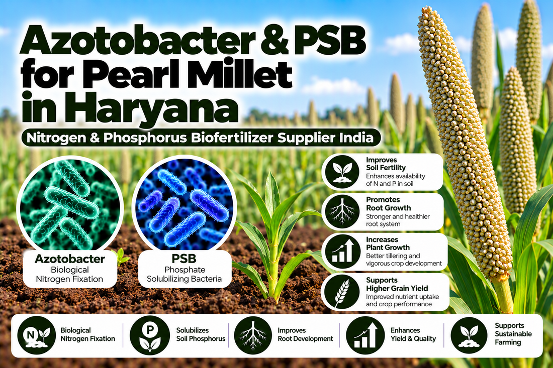 Azotobacter & PSB for Pearl Millet in Haryana | Nitrogen & Phosphorus Biofertilizer Supplier India