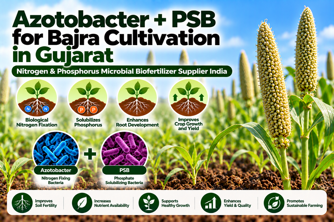 Azotobacter + PSB for Bajra Cultivation in Gujarat | Nitrogen & Phosphorus Microbial Biofertilizer Supplier India