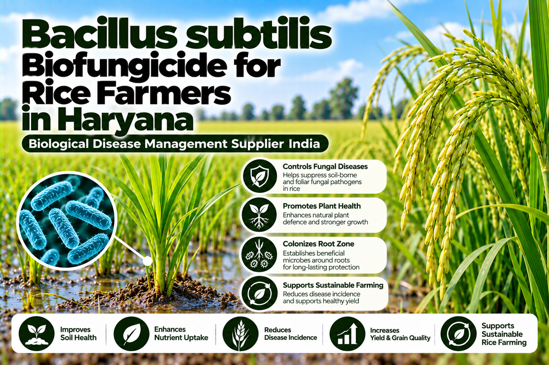 Bacillus subtilis Biofungicide for Rice Farmers in Haryana | Biological Disease Management Supplier India