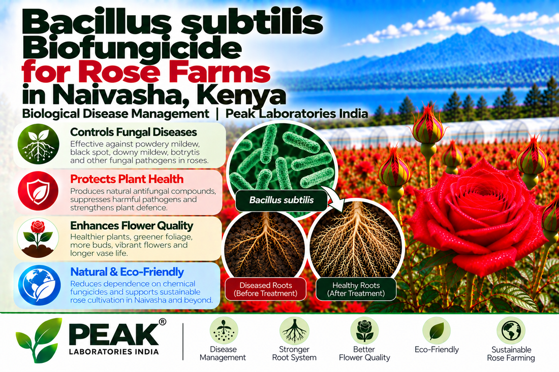 Bacillus subtilis Biofungicide for Rose Farms in Naivasha, Kenya | Biological Disease Management | Peak Laboratories India