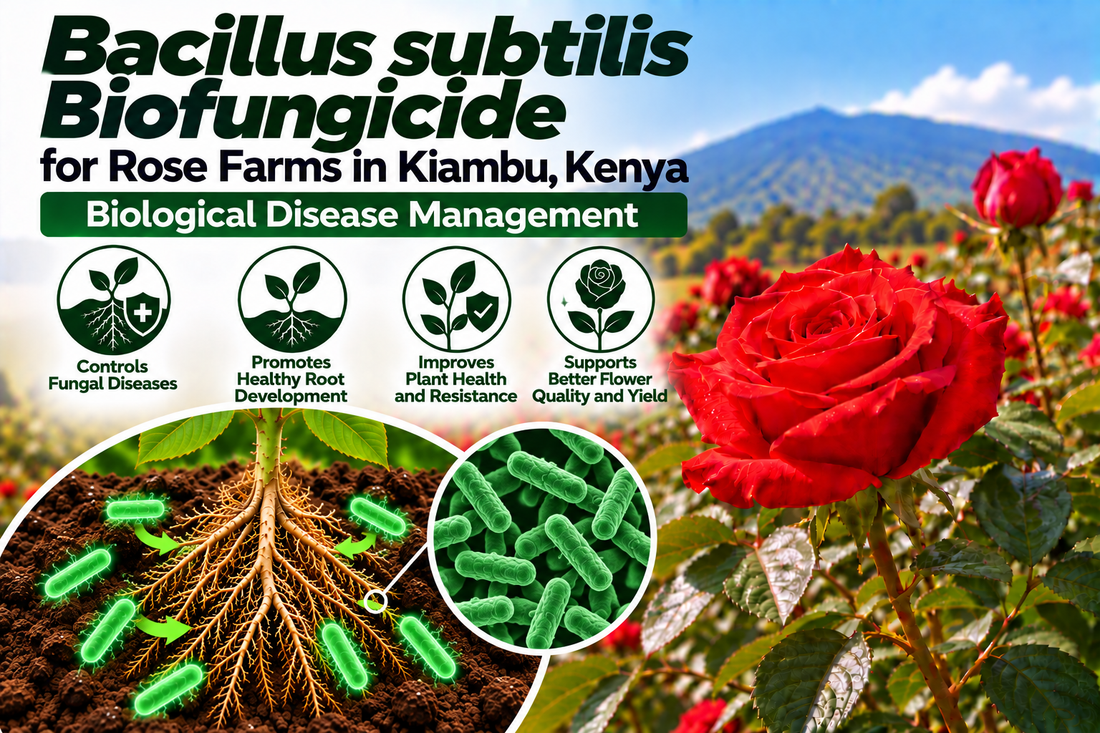 Bacillus subtilis Biofungicide for Rose Farms in Kiambu, Kenya | Biological Disease Management | Peak Laboratories India