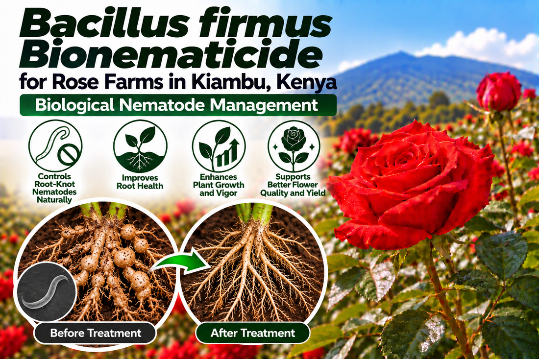 Bacillus firmus Bionematicide for Rose Farms in Kiambu, Kenya | Biological Nematode Management | Peak Laboratories India