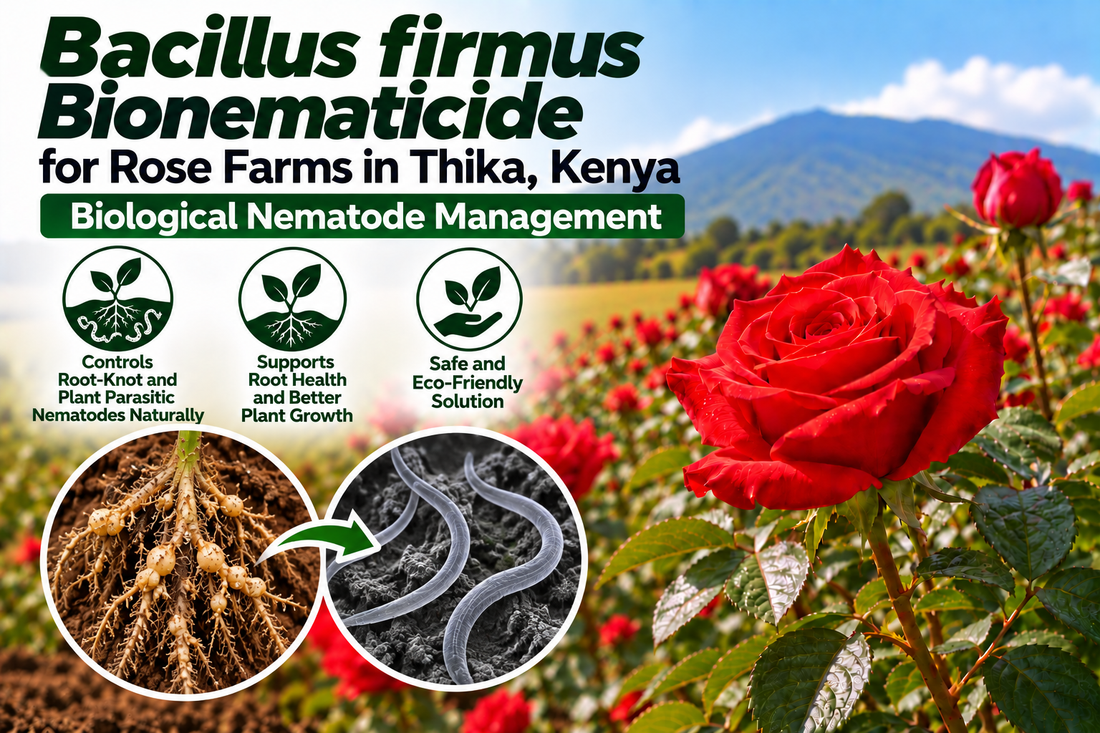 Bacillus firmus Bionematicide for Rose Farms in Thika, Kenya | Biological Nematode Management | Peak Laboratories India