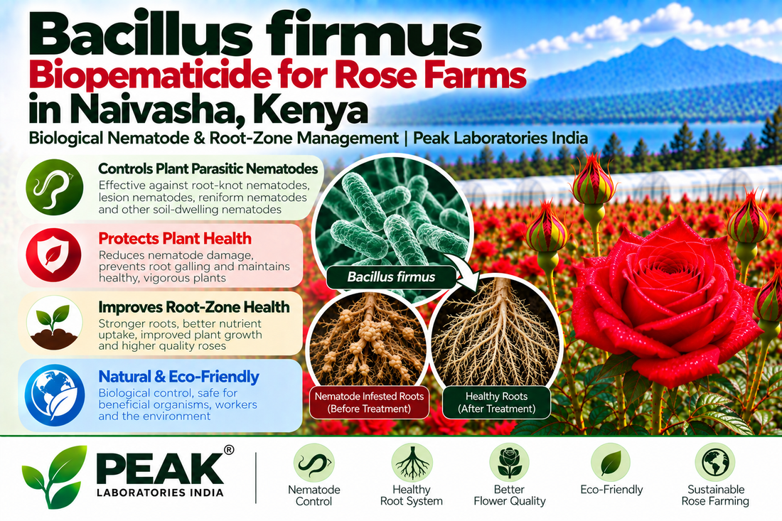 Bacillus firmus Bionematicide for Rose Farms in Naivasha, Kenya | Biological Nematode & Root-Zone Management | Peak Laboratories India
