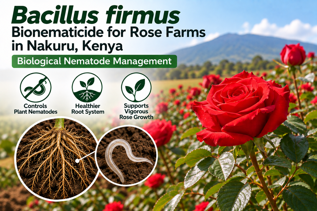 Bacillus firmus Bionematicide for Rose Farms in Nakuru, Kenya | Biological Nematode Management | Peak Laboratories India