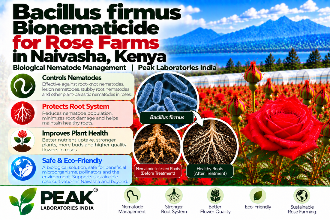Bacillus firmus Bionematicide for Rose Farms in Naivasha, Kenya | Biological Nematode Management | Peak Laboratories India