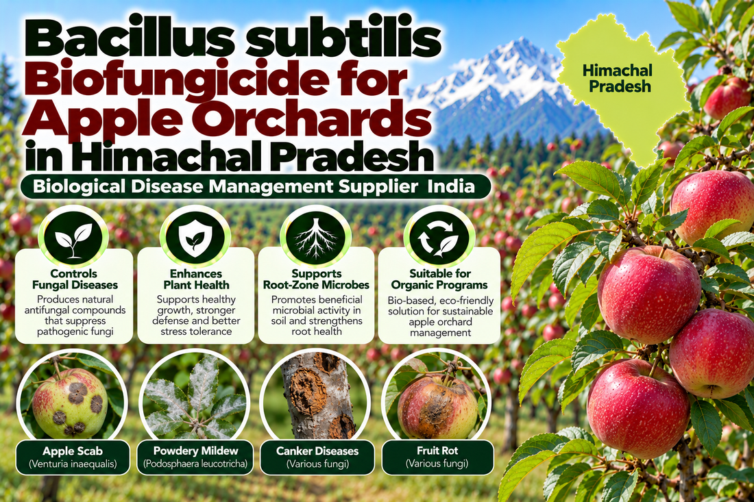 Bacillus subtilis Biofungicide for Apple Orchards in Himachal Pradesh | Biological Disease Management Supplier India