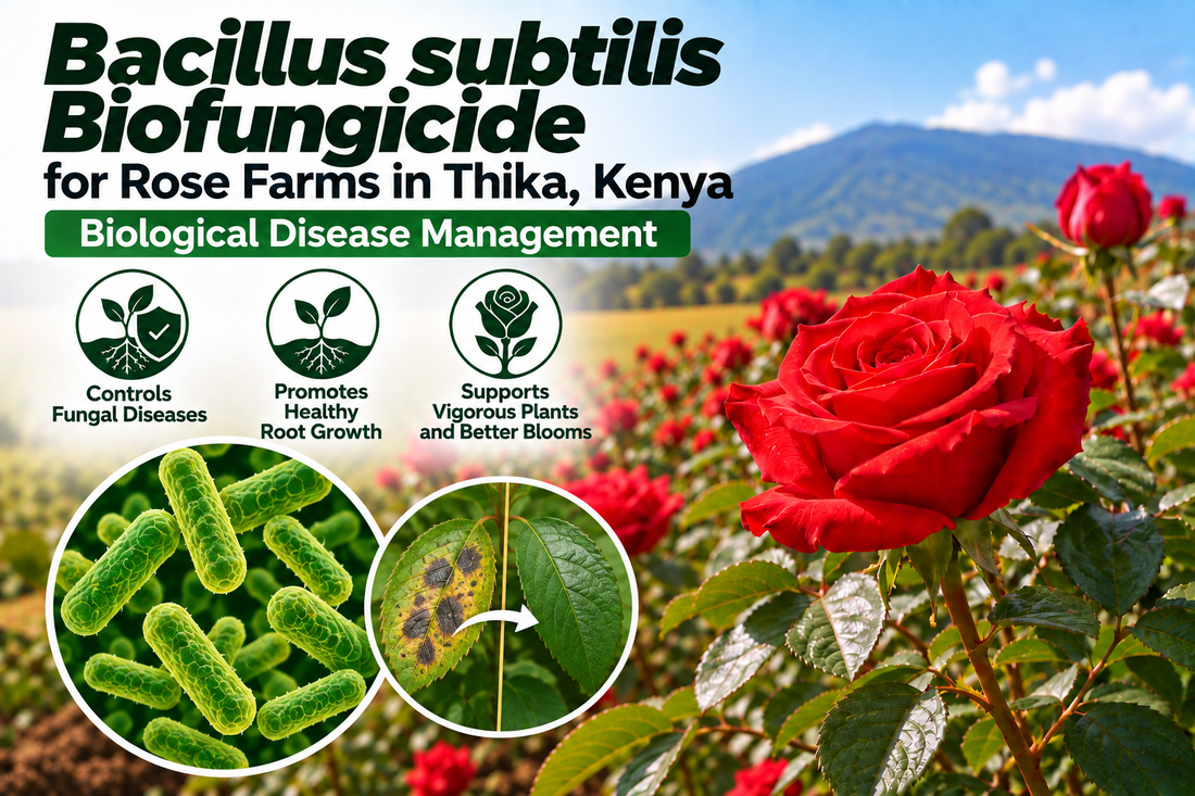 Bacillus subtilis Biofungicide for Rose Farms in Thika, Kenya | Biological Disease Management | Peak Laboratories India