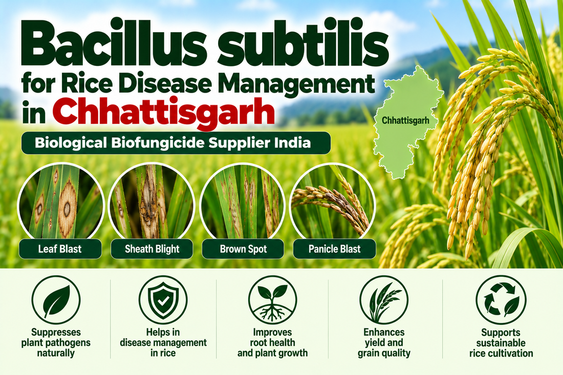 Bacillus subtilis for Rice Disease Management in Chhattisgarh | Biological Biofungicide Supplier India