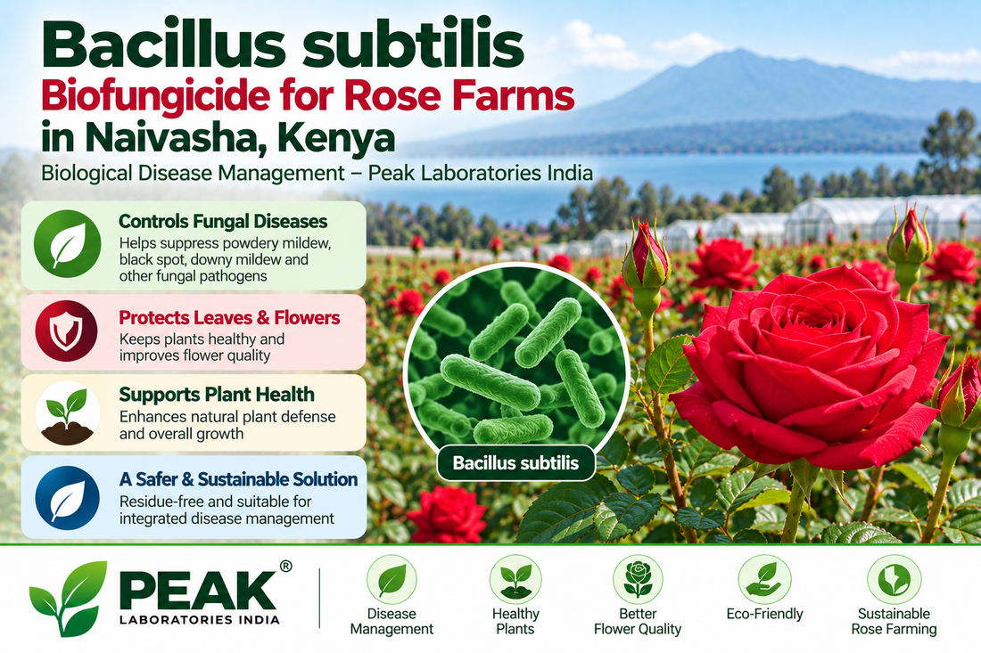 Bacillus subtilis Biofungicide for Rose Farms in Naivasha, Kenya | Biological Disease Management – Peak Laboratories India