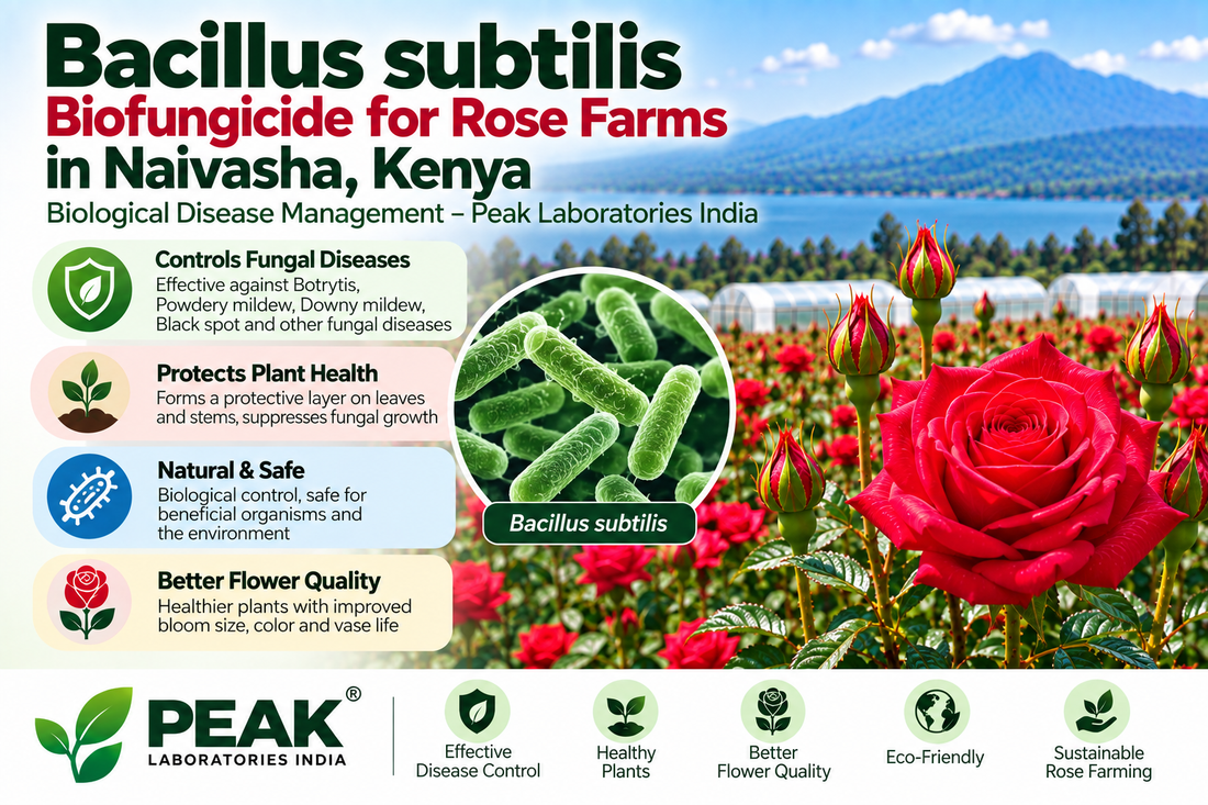 Bacillus subtilis Biofungicide for Rose Farms in Naivasha, Kenya | Biological Disease Management – Peak Laboratories India