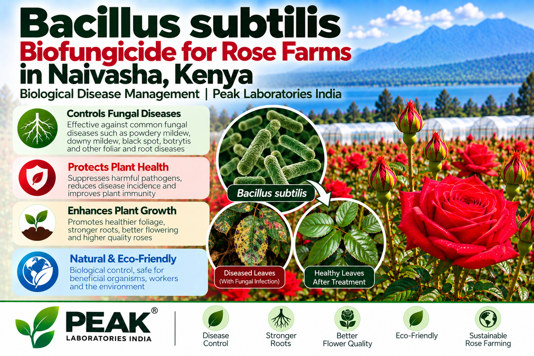 Bacillus subtilis Biofungicide for Rose Farms in Naivasha, Kenya | Biological Disease Management | Peak Laboratories India
