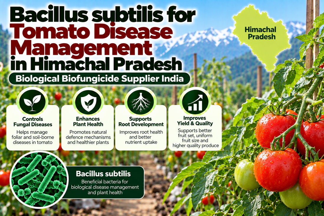 Bacillus subtilis for Tomato Disease Management in Himachal Pradesh | Biological Biofungicide Supplier India