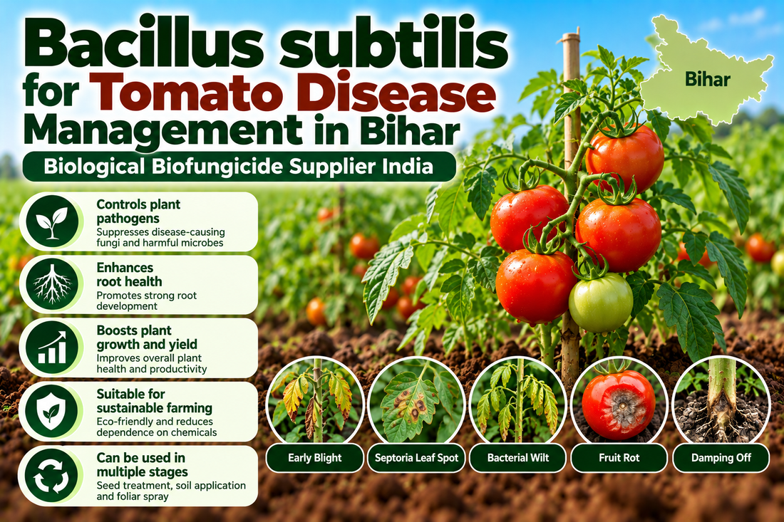 Bacillus subtilis for Tomato Disease Management in Bihar | Biological Biofungicide Supplier India