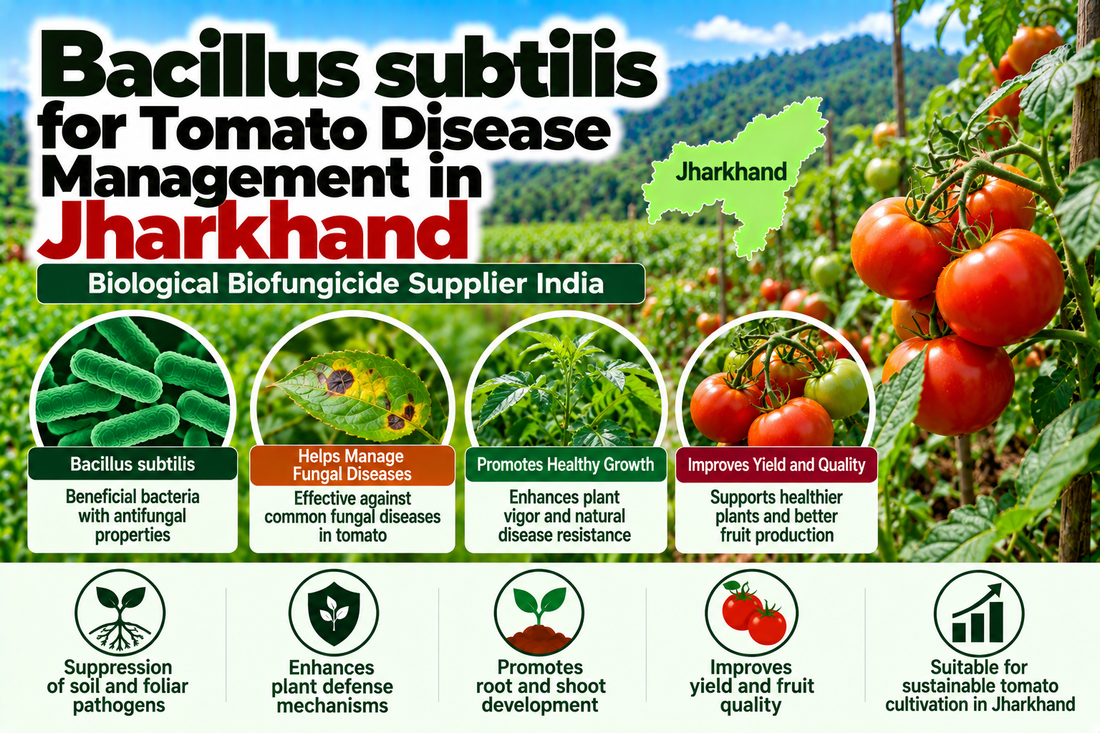 Bacillus subtilis for Tomato Disease Management in Jharkhand | Biological Biofungicide Supplier India