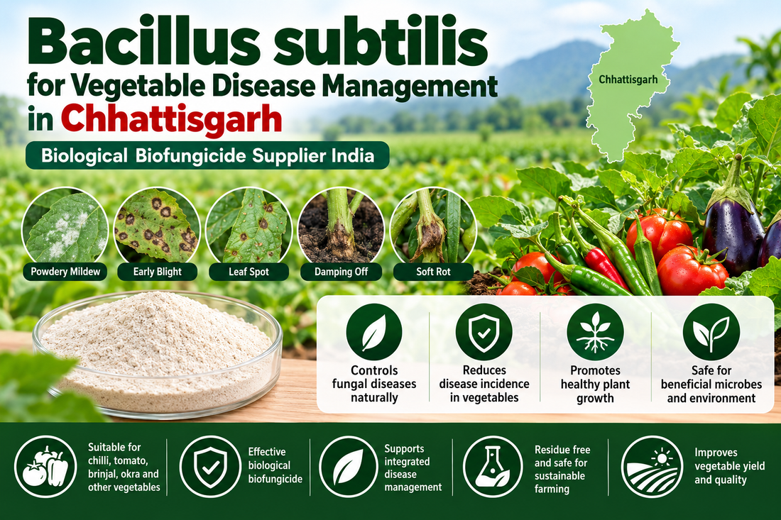 Bacillus subtilis for Vegetable Disease Management in Chhattisgarh | Biological Biofungicide Supplier India