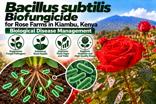 Bacillus subtilis Biofungicide for Rose Farms in Kiambu, Kenya | Biological Disease Management | Peak Laboratories India