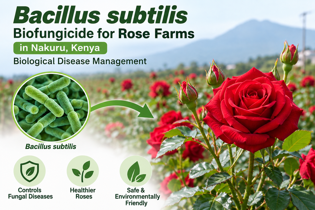 Bacillus subtilis Biofungicide for Rose Farms in Nakuru, Kenya | Biological Disease Management | Peak Laboratories India