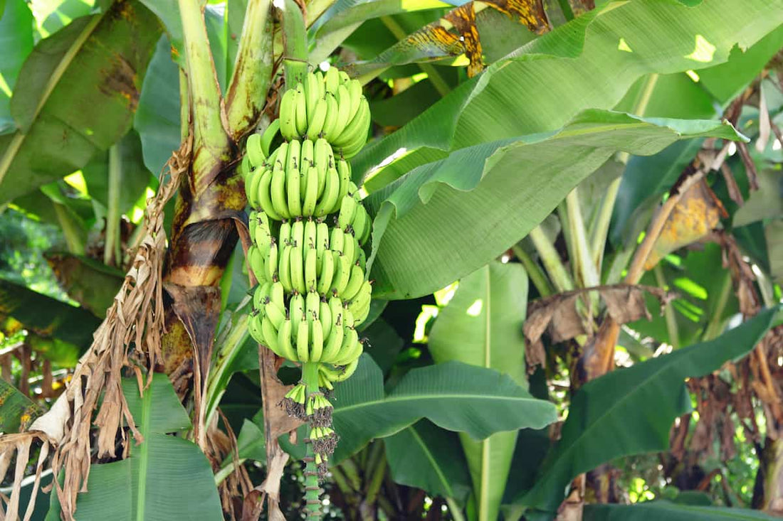 Organic Disease Management for Banana