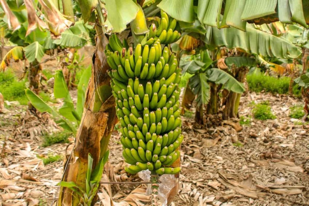 Increase Banana Yield Organically