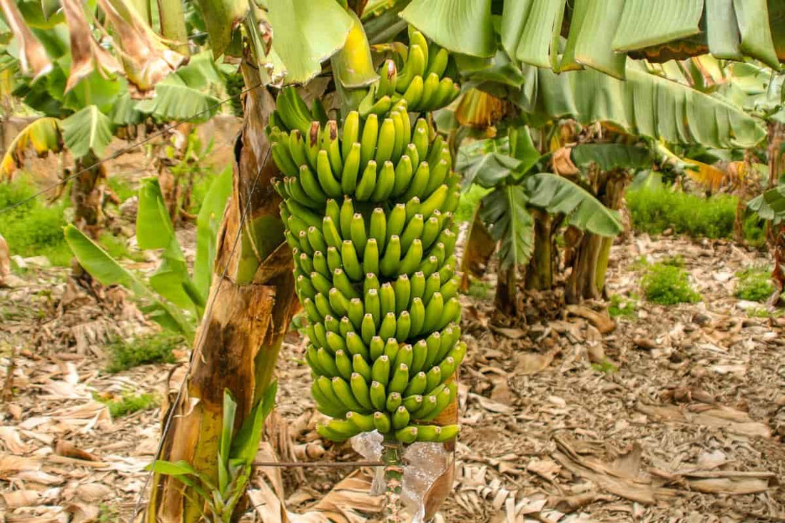 Higher Bunch Weight in Banana