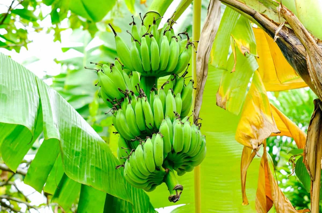 Streptomyces Lydicus Soil Application for Banana